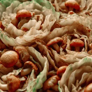 Cabbage With Mushrooms